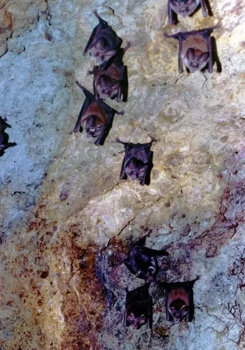 Murcielagos en la cueva pomier