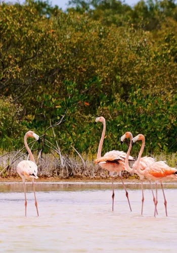 Grupo de flamencos con plumaje rosado y patas largas caminando en las aguas poco profundas de la Laguna Oviedo, con vegetación densa en el fondo.